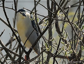 Animali 241
